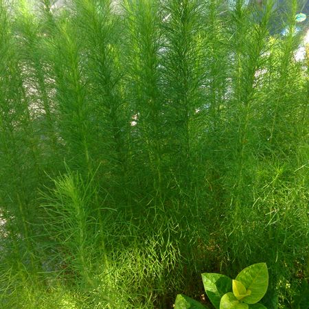 Artemisia scoparia wormwood 