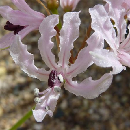 Nerine Filifolia Knowyourweeds