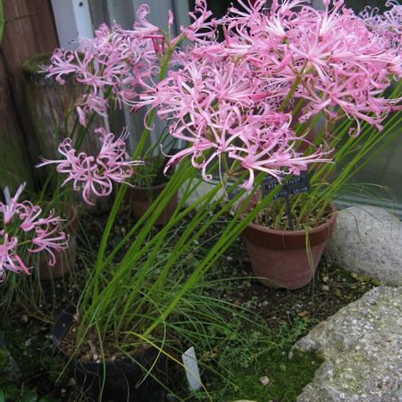 Nerine Filifolia Knowyourweeds